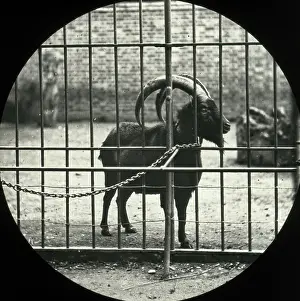 Ibex: Zoo - Ibex