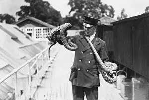 Tangle: ZOO KEEPER & SNAKES