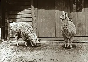 Enclosures: Zoo - Llamas