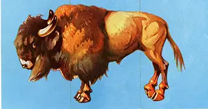 Bison: Zoo Misfitz card game - bison