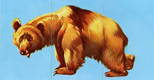 Misfitz: Zoo Misfitz card game - brown bear
