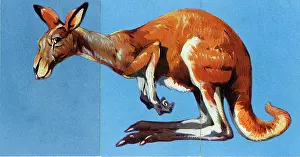 Misfitz: Zoo Misfitz card game - kangaroo