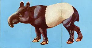 Misfitz: Zoo Misfitz card game - tapir