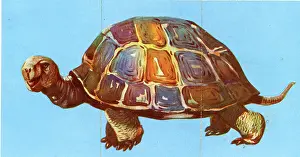 Tortoise: Zoo Misfitz card game - tortoise