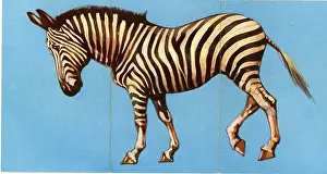 Zebras: Zoo Misfitz card game - zebra
