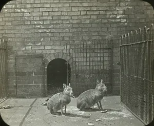 Enclosures: Zoo - Patagonian Cavy