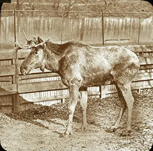 The Boswell Collection, Bexley Heritage Trust: Zoo - Reindeer