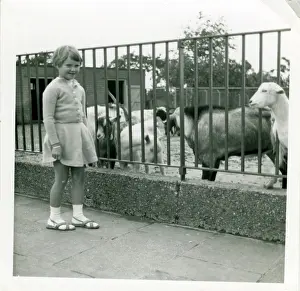 Goats: The Zoo, Southampton, Hampshire