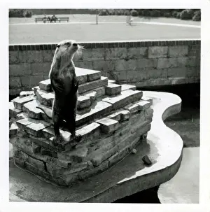 Otter: The Zoo, Southampton, Hampshire