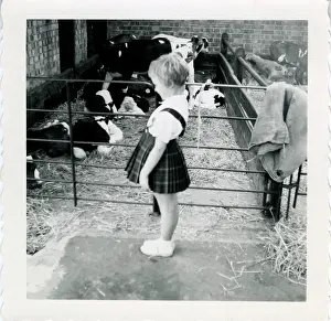 Calves: The Zoo, Southampton, Hampshire