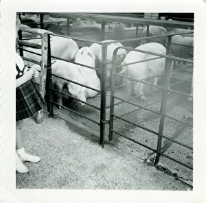 Pigs: The Zoo, Southampton, Hampshire