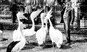 Pelicans: Zoological Gardens, Pelicans 1913
