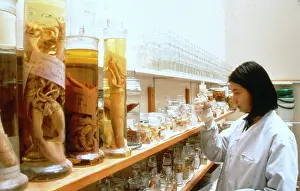 Pickled: Zoology specimens