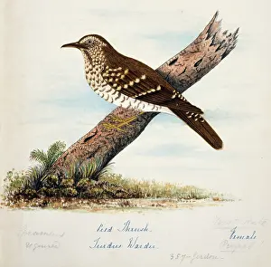 Thrush: Zoothera wardii, pied thrush