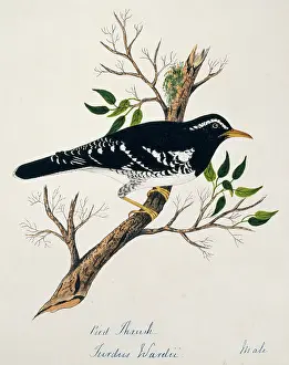 Brow: Zoothera wardii, pied thrush