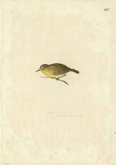 Fronted: Zosterops flavifrons, yellow-fronted white-eye