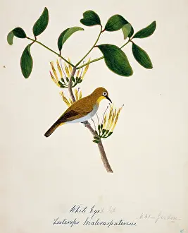 Bushby: Zosterops palpebrosus, oriental white-eye