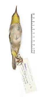 Robust: Zosterops strenuus, Robust White-eye