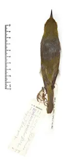 Robust: Zosterops strenuus, Robust White-eye