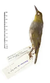 Robust: Zosterops strenuus, Robust White-eye