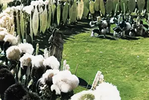 John Monck: Zulu Warriors Dancing