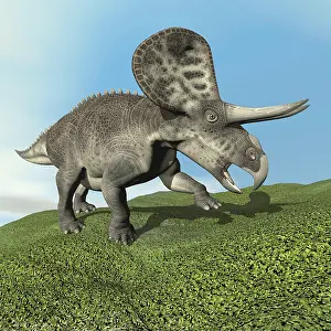 Ceratopsian: Zuniceratops dinosaur