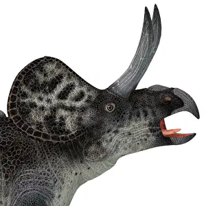 Beak: Zuniceratops dinosaur head, close-up