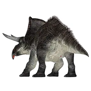 Zuniceratops: Zuniceratops dinosaur, rear view on white background