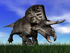 Ceratopsian: Zuniceratops dinosaur running in the grass