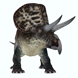 Beak: Zuniceratops dinosaur, front view on white background