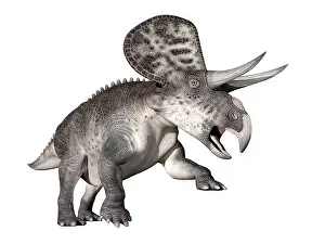 Ceratopsian: Zuniceratops dinosaur, white background