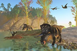 Ceratopsian: Zuniceratops dinosaurs drinking water from a river