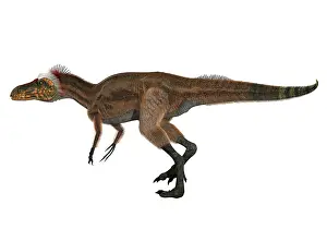 Oxfordian: Zuolong salleei, side view on white background