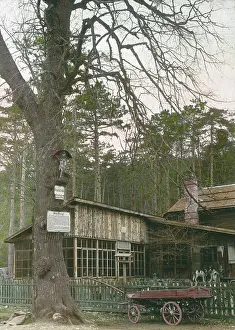 Linde: Zur Krausten Linde