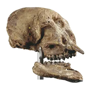Cyclops: Zygolophodon atticus, mastodon