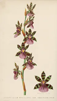 Zygopetalum: ZYGOPETALUM MAXILLARE
